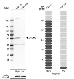 GSDMDC1 Antibody, Novus Biologicals 0.1mL; Unlabeled:Antibodies, Polyclonal